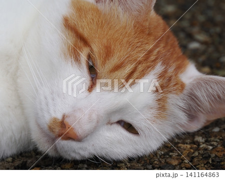 リラックスしている猫 リラックスしている猫 141164863