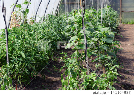 Healthy vegetable crops cultivated in commercial greenhouse tunnel 141164987