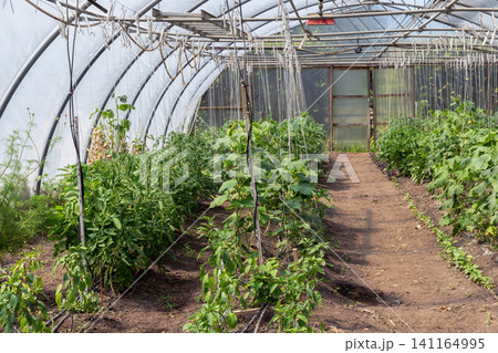 Commercial greenhouse producing fresh vegetables with sustainable farming 141164995