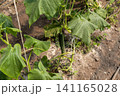 Young cucumber fruit developing on greenhouse climbing vine 141165028