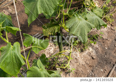 Young cucumber fruit developing on greenhouse climbing vine 141165028