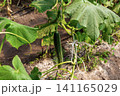 Organic cucumber plant cultivated in modern greenhouse environment 141165029