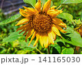 Closeup sunflower flower shining in bright summer sunlight 141165030