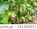 Commercial cucumber cultivation inside modern agricultural greenhouse facility 141165031