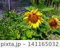 Bright sunflower growing under warm summer sunshine outdoors 141165032