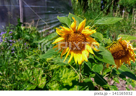Bright sunflower growing under warm summer sunshine outdoors 141165032