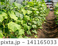 Productive cucumber cultivation with organized greenhouse growing system 141165033