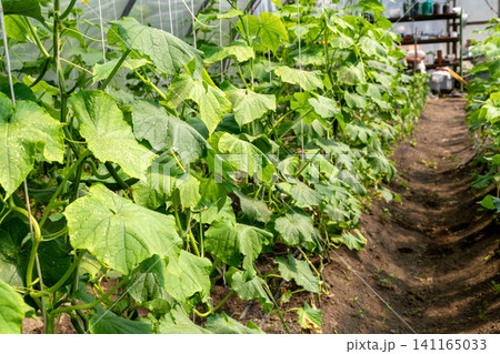 Productive cucumber cultivation with organized greenhouse growing system 141165033