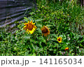 Sunflower flowers decorating vegetable farm greenhouse landscape 141165034