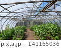 Commercial vegetable greenhouse with healthy crops and irrigation system 141165036