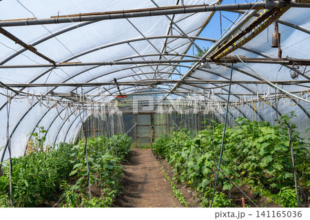 Commercial vegetable greenhouse with healthy crops and irrigation system 141165036
