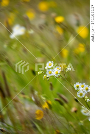 新緑の草原に咲くヒメジョオンの花 野花と美しいボケ味の縦位置風景写真素材 新緑の草原に咲くヒメジョオンの花 野花と美しいボケ味の縦位置風景写真素材 141165117