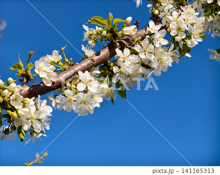 Cherry tree branch bursting with white blossoms and new green leaves, a bee pollinating, set against a vibrant clear blue sky on a bright spring day, symbolizing new beginnings and natural beauty. 141165313