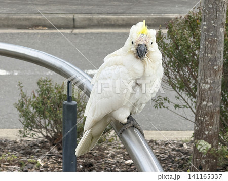 An old Sulphur Crested Cockatoo standing on a hand rail in the Blue Mountains 141165337