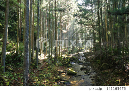 桑の木の滝へ続く山道 桑の木の滝へ続く山道 141165476