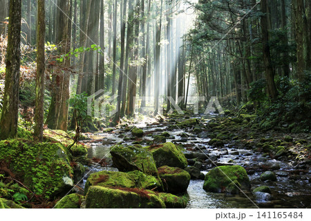 桑の木の滝へ続く山道 桑の木の滝へ続く山道 141165484