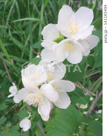 バイカウツギの花 バイカウツギの花 141165494