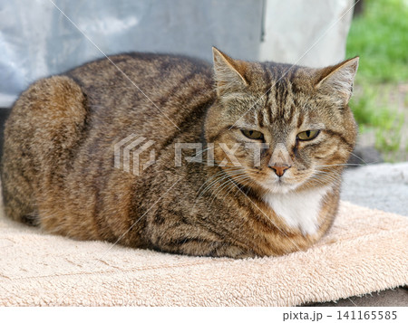 Street cat lying on blanket outdoors with downcast eyes appearing sad and lonely Street cat lying on blanket outdoors with downcast eyes appearing sad and lonely 141165585