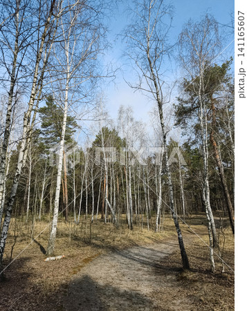 Small birch grove surrounded by tall coniferous trees with a forest path running through the woodland Small birch grove surrounded by tall coniferous trees with a forest path running through the woodland 141165607