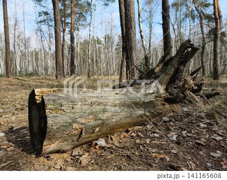 Single fallen decaying tree trunk lying on the forest floor among standing trees 141165608