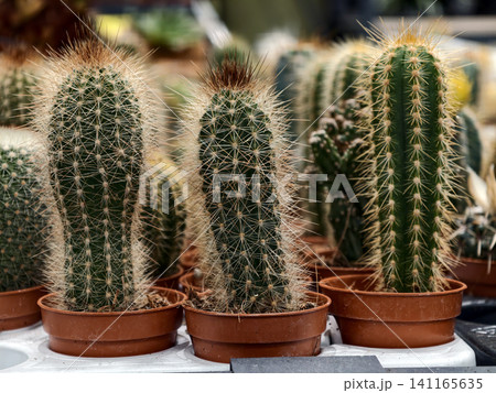 Cacti in bright, cheerful pots for sale, a perfect gift for plant lovers 141165635