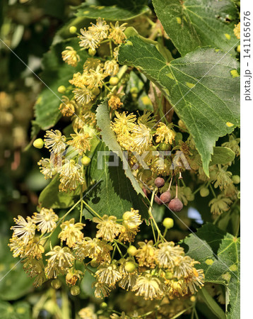 Blooming linden tree from genus Tilia producing fragrant blossoms and providing natural shade commonly found in urban and rural temperate landscapes Blooming linden tree from genus Tilia producing fragrant blossoms and providing natural shade commonly found in urban and rural temperate landscapes 141165676