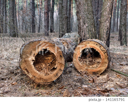 Old hollow logs with decayed interiors cut by saw and placed on the forest floor in a natural woodland setting. Tree damaged by decay 141165791