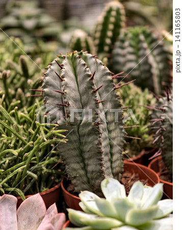 Small potted cacti available in a floral department of a supermarket Small potted cacti available in a floral department of a supermarket 141165803