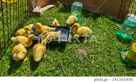 Adorable baby ducklings happily bathing in a small container of water and standing on vibrant green grass within a fenced outdoor enclosure on a sunny day at a farm. Adorable baby ducklings happily bathing in a small container of water and standing on vibrant green grass within a fenced outdoor enclosure on a sunny day at a farm. 141165930