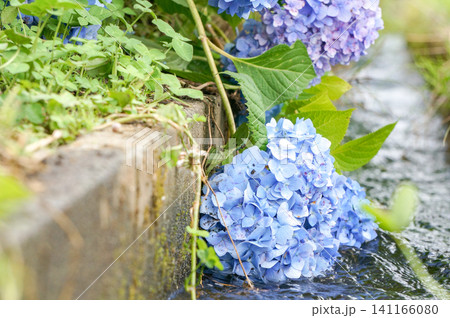 水辺に咲く青いあじさいが初夏を彩る風景 水辺に咲く青いあじさいが初夏を彩る風景 141166080