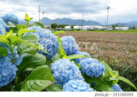青いあじさい越しに見る開成町の田園風景 青いあじさい越しに見る開成町の田園風景 141166093