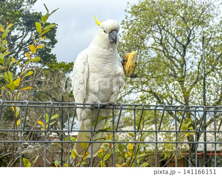 A Sulphur Crested Cockatoo standing on a fence while eating a meat pie 141166151