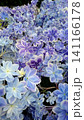 紫陽花 141166178