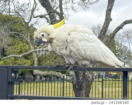 An old Sulphur Crested Cockatoo standing on a fence in the Blue Mountains An old Sulphur Crested Cockatoo standing on a fence in the Blue Mountains 141166180