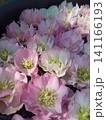 花 141166193