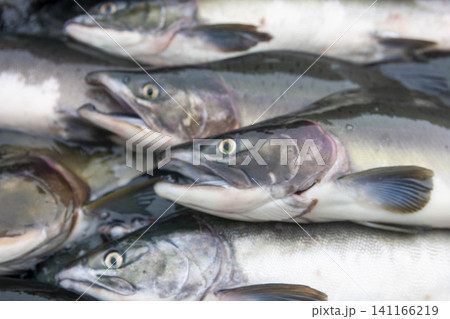 カラフトマスの鮮魚が氷上に並ぶ、市場での新鮮な水産物 141166219