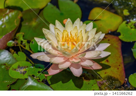 池に美しく咲くスイレンの花 自然のクローズアップ 池に美しく咲くスイレンの花 自然のクローズアップ 141166262