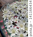 花 141166434