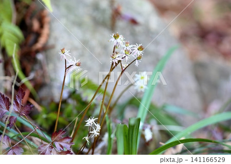可愛い 超小花 セリバオウレンの花 可愛い 超小花 セリバオウレンの花 141166529