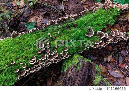 Top view of layered bracket fungi growing on moss covered log in Spessart forest, Germany Top view of layered bracket fungi growing on moss covered log in Spessart forest, Germany 141166686