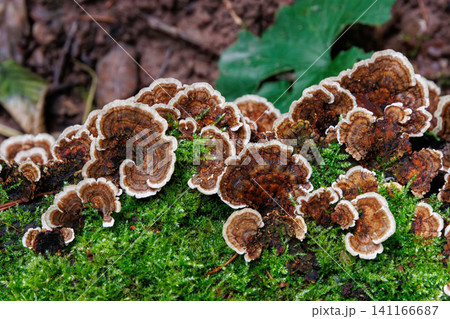 Top view of layered bracket fungi growing on moss covered log in Spessart forest, Germany Top view of layered bracket fungi growing on moss covered log in Spessart forest, Germany 141166687