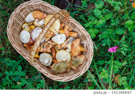 Overhead view of a wicker basket filled with wild edible russula, saffron milk cap and chanterelle mushrooms on forest floor 141166697