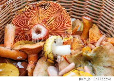 Closeup of wicker basket with saffron milk cap, russula and chanterelle mushrooms 141166698