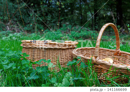 Two wicker foraging baskets stand in green forest grass, with edible wild mushrooms visible in one basket. Two wicker foraging baskets stand in green forest grass, with edible wild mushrooms visible in one basket. 141166699