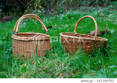 Two wicker foraging baskets stand in green forest grass, with edible wild mushrooms visible in one basket. Two wicker foraging baskets stand in green forest grass, with edible wild mushrooms visible in one basket. 141166701