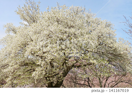白い桜　オオシマザクラ 141167019
