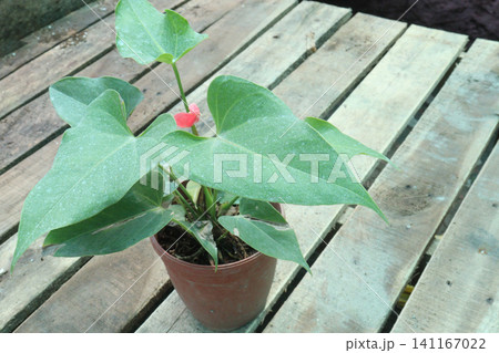 Laceleaf flower plant on nursery 141167022