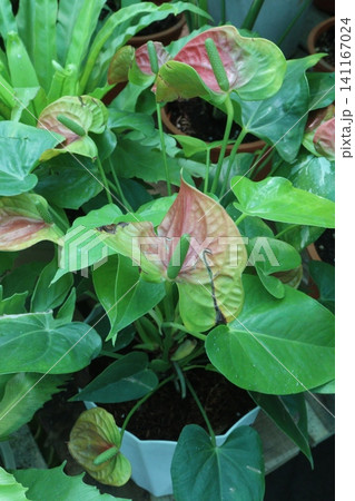 Laceleaf flower plant on nursery Laceleaf flower plant on nursery 141167024