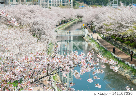 Top view of cherry tunnel along Dongsam Sea Stream in spring, Busan Top view of cherry tunnel along Dongsam Sea Stream in spring, Busan 141167050
