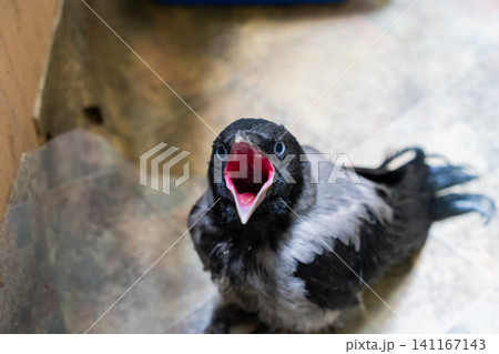 Close-up of a juvenile hooded crow sitting on a tiled floor indoors. Close-up of a juvenile hooded crow sitting on a tiled floor indoors. 141167143